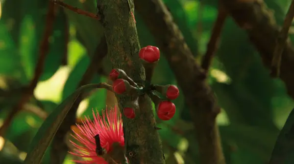 Syzygium malsense çiçekleri, yaz mevsiminde bahçede çiçek açar.