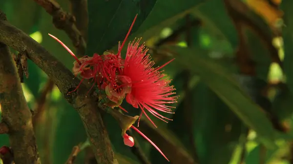 Syzygium malsense çiçekleri, yaz mevsiminde bahçede çiçek açar.