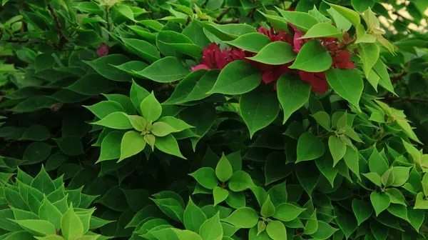 Güneşli bir günde bahçedeki güzel çiçekli Bougainvillea ağacı
