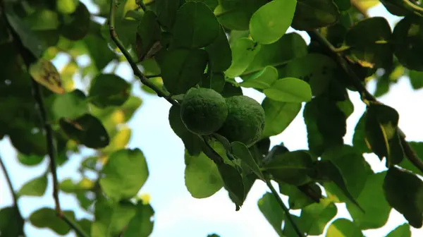 Gün boyunca bahçede yetişen bir sapın üzerinde taze yeşil limon meyvesi.