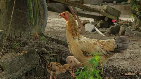 Kahverengi bir anne tavuk ya da kampong tavuğu ve onun küçük civcivleri topraksı bahçede koşturup duruyorlar.