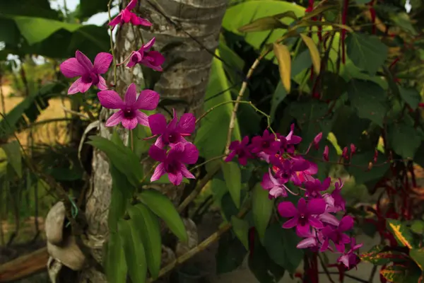 Güzel orkide (Cattleya labiata) ve mor renkli gün boyunca güzel görünüyor.
