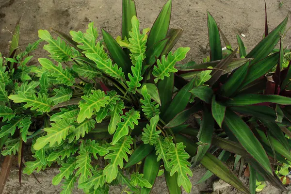 Daun ekor naga (Epipremnum pinnatum) uzun ağaç gövdelerinde yetişir ve gün içinde bol bol büyür.