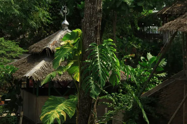 Daun ekor naga (Epipremnum pinnatum) uzun ağaç gövdelerinde yetişir ve gün içinde bol bol büyür.