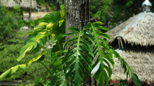Daun ekor naga (Epipremnum pinnatum) uzun ağaç gövdelerinde yetişir ve gün içinde bol bol büyür.