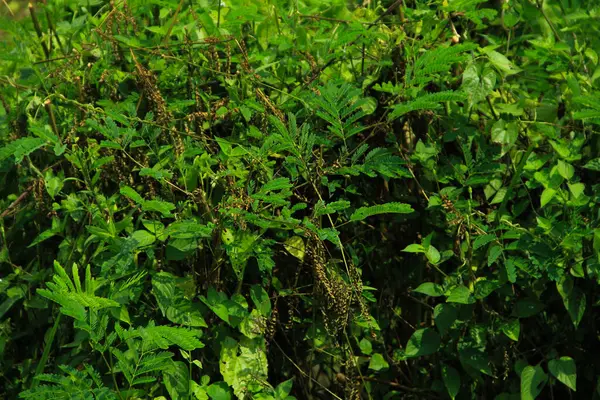 İlkbaharda büyüyen dal ağacının taze yeşil yaprakları. Güzel yaprak doğal arkaplan
