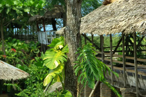 Daun ekor naga (Epipremnum pinnatum) uzun ağaç gövdelerinde yetişir ve gün içinde bol bol büyür.