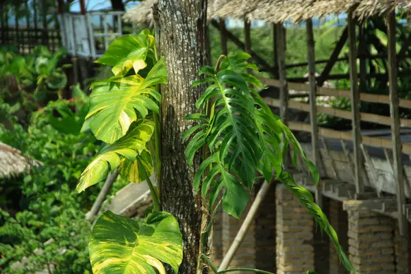 Daun ekor naga (Epipremnum pinnatum) uzun ağaç gövdelerinde yetişir ve gün içinde bol bol büyür.