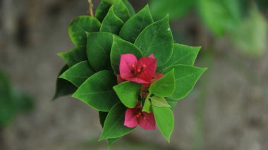 Güneşli bir günde bahçedeki güzel çiçekli Bougainvillea ağacı