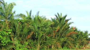 Ormanda yetişen yemyeşil ağaçlar.