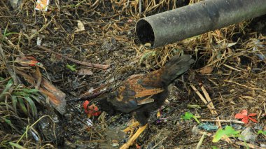 Siyah bir horoz ya da yerli bir tavuk güneşli bir günde yiyecek arıyor.