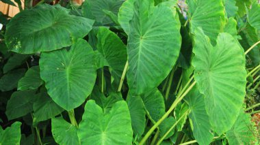 Taro yaprakları üzerinde yağmur damlaları. Yeşil yaprağın üzerine su damlası. taro yaprakları üzerindeki su damlalarının arkaplanı