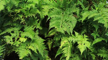 Genç bereketli yapraklar arkaplan ya da doku için kullanılır