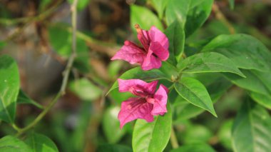 Güneşli bir günde bahçedeki güzel çiçekli Bougainvillea ağacı