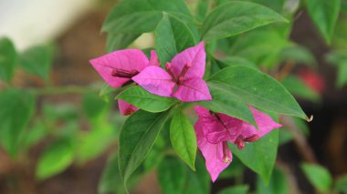 Güneşli bir günde bahçedeki güzel çiçekli Bougainvillea ağacı