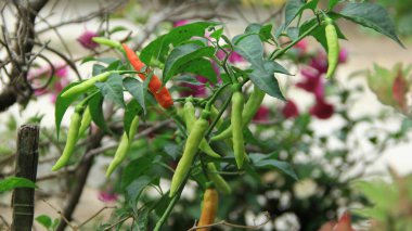 Güneşli bir günde verimli bir ağaçta toplanmaya hazır Cayenne biberi.