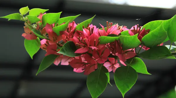Güneşli bir günde bahçedeki güzel çiçekli Bougainvillea ağacı
