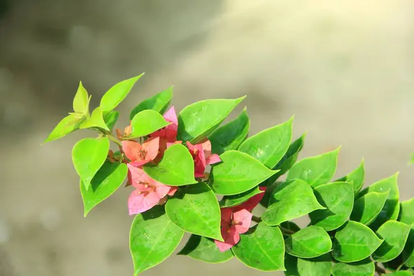 Güneşli bir günde bahçedeki güzel çiçekli Bougainvillea ağacı