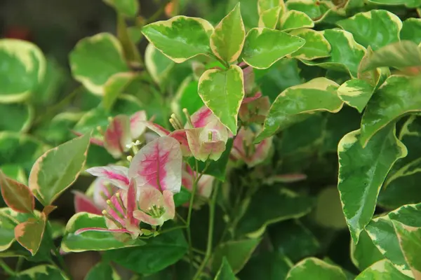 Güneşli bir günde bahçedeki güzel çiçekli Bougainvillea ağacı