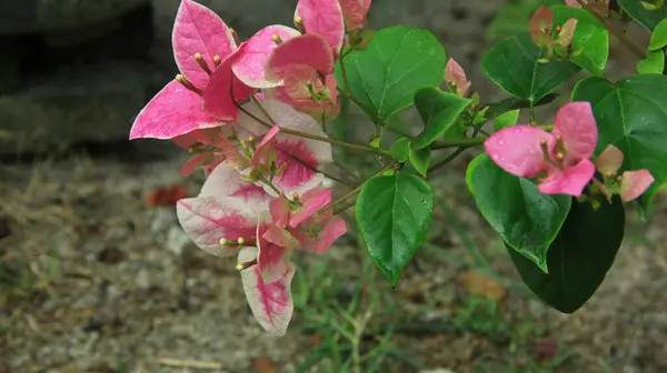 Güneşli bir günde bahçedeki güzel çiçekli Bougainvillea ağacı