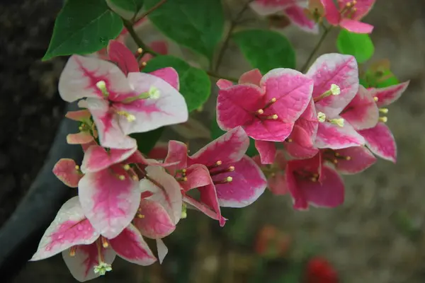 Güneşli bir günde bahçedeki güzel çiçekli Bougainvillea ağacı