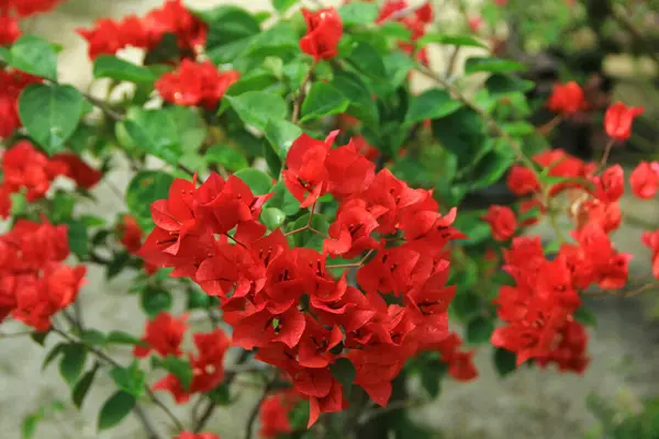 Güneşli bir günde bahçedeki güzel çiçekli Bougainvillea ağacı