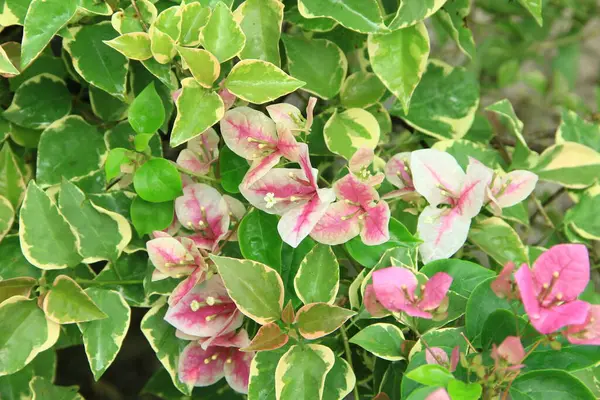 Güneşli bir günde bahçedeki güzel çiçekli Bougainvillea ağacı