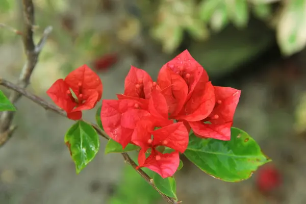 Güneşli bir günde bahçedeki güzel çiçekli Bougainvillea ağacı