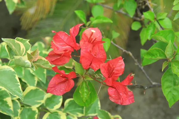 Güneşli bir günde bahçedeki güzel çiçekli Bougainvillea ağacı