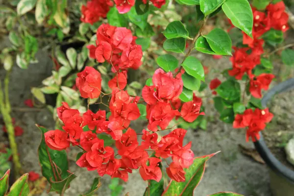 Güneşli bir günde bahçedeki güzel çiçekli Bougainvillea ağacı