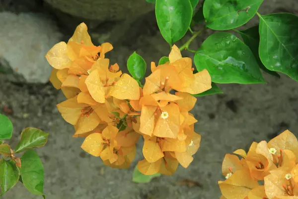 Güneşli bir günde bahçedeki güzel çiçekli Bougainvillea ağacı