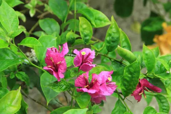 Güneşli bir günde bahçedeki güzel çiçekli Bougainvillea ağacı