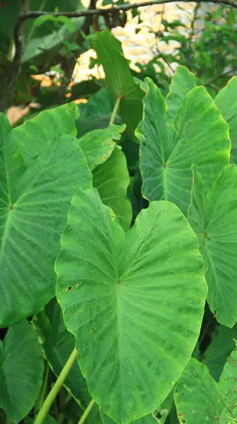 Taro yaprakları üzerinde yağmur damlaları. Yeşil yaprağın üzerine su damlası. taro yaprakları üzerindeki su damlalarının arkaplanı