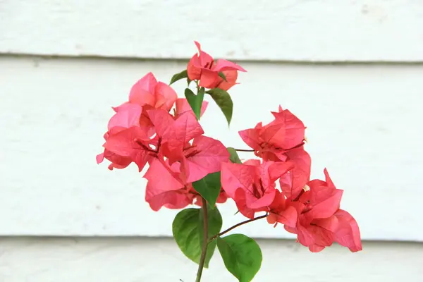 Güneşli bir günde bahçedeki güzel çiçekli Bougainvillea ağacı