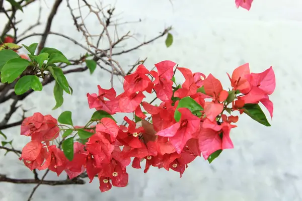 Güneşli bir günde bahçedeki güzel çiçekli Bougainvillea ağacı