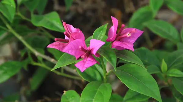 Güneşli bir günde bahçedeki güzel çiçekli Bougainvillea ağacı
