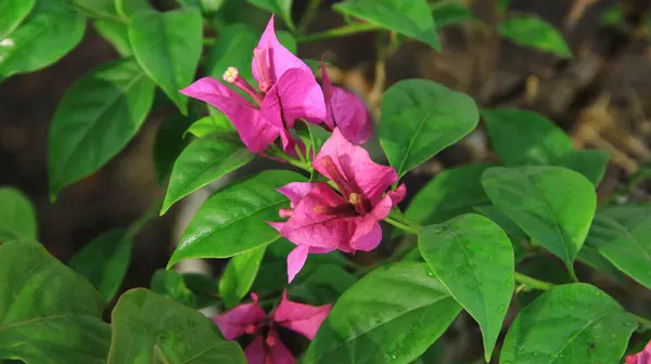 Güneşli bir günde bahçedeki güzel çiçekli Bougainvillea ağacı