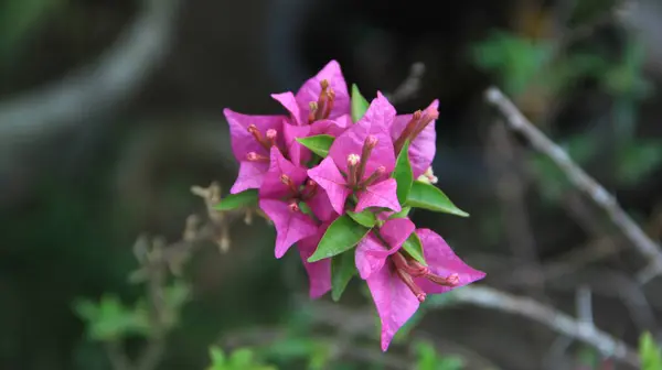 Güneşli bir günde bahçedeki güzel çiçekli Bougainvillea ağacı