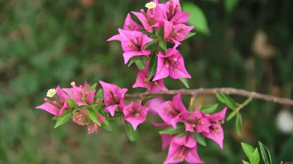 Güneşli bir günde bahçedeki güzel çiçekli Bougainvillea ağacı