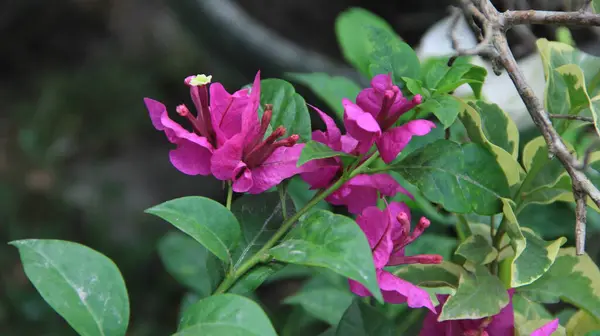 Güneşli bir günde bahçedeki güzel çiçekli Bougainvillea ağacı
