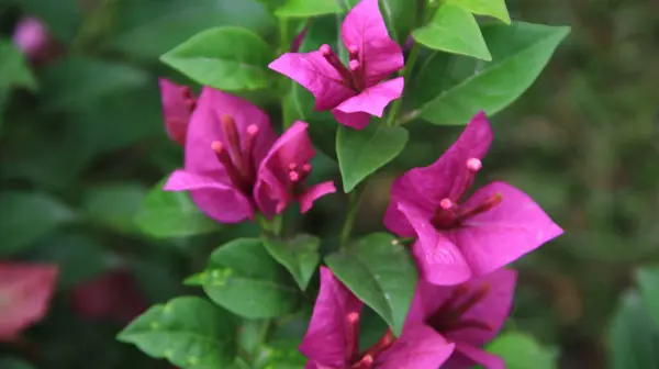 Güneşli bir günde bahçedeki güzel çiçekli Bougainvillea ağacı