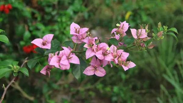 Güneşli bir günde bahçedeki güzel çiçekli Bougainvillea ağacı