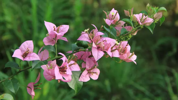 Güneşli bir günde bahçedeki güzel çiçekli Bougainvillea ağacı