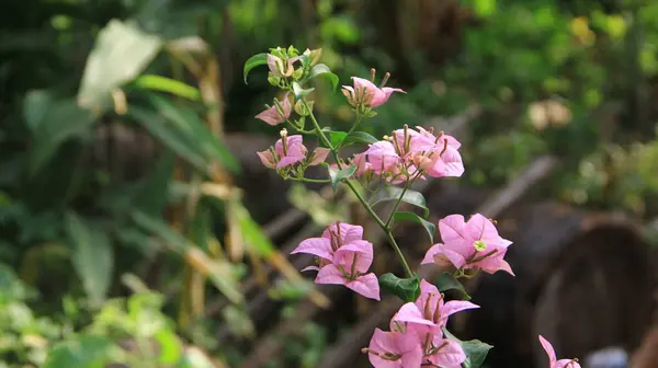 Güneşli bir günde bahçedeki güzel çiçekli Bougainvillea ağacı