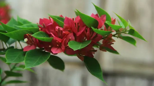 Güneşli bir günde bahçedeki güzel çiçekli Bougainvillea ağacı