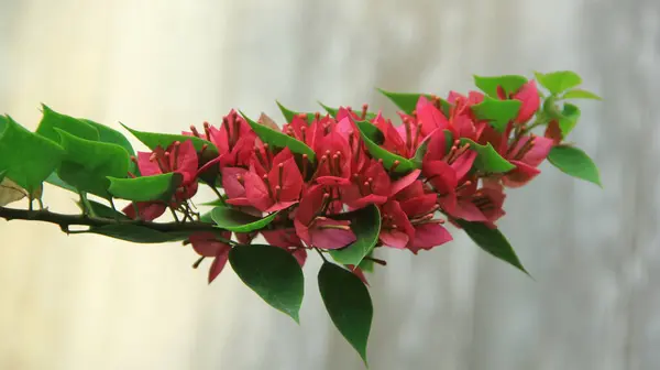 Güneşli bir günde bahçedeki güzel çiçekli Bougainvillea ağacı