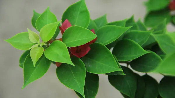 Güneşli bir günde bahçedeki güzel çiçekli Bougainvillea ağacı