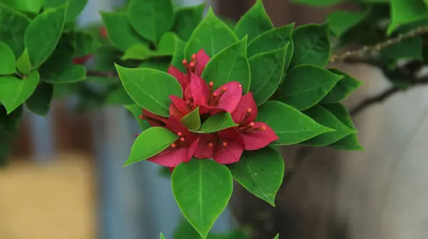 Güneşli bir günde bahçedeki güzel çiçekli Bougainvillea ağacı