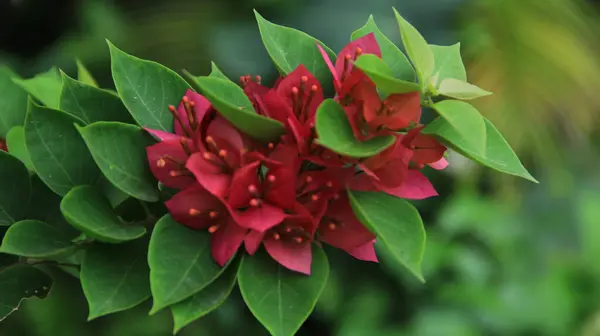 Güneşli bir günde bahçedeki güzel çiçekli Bougainvillea ağacı