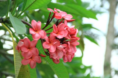 Adenyum obesum (Kamboja Jepang) çiçeklerinin kırmızı, beyaz ve pembe görüntüsünü kapat